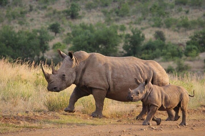 Kruger National Park 4-Day Full-Board Safari from Johannesburg: Big 5 Game Drives & Hazyview Culture photo 4