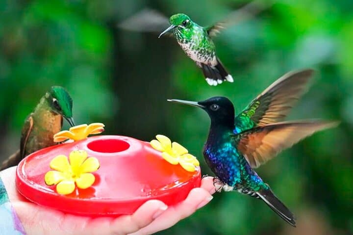 Mindo Cloud Forest Hummingbird & Orchid Private Tour from Quito photo 2