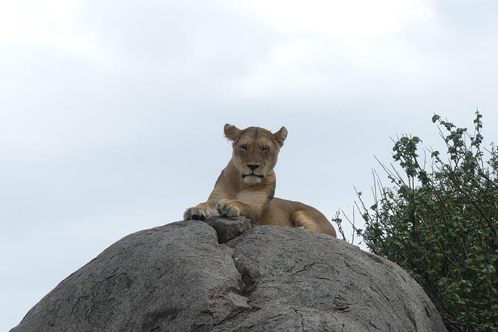 6-Day Northern Safari: Tarangire, Serengeti & Ngorongoro Wildlife Circuit photo 4