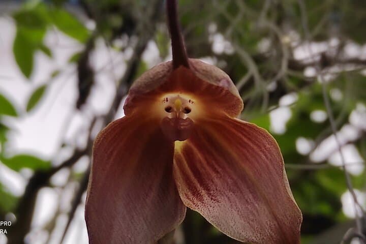 Mindo Cloud Forest Hummingbird & Orchid Private Tour from Quito