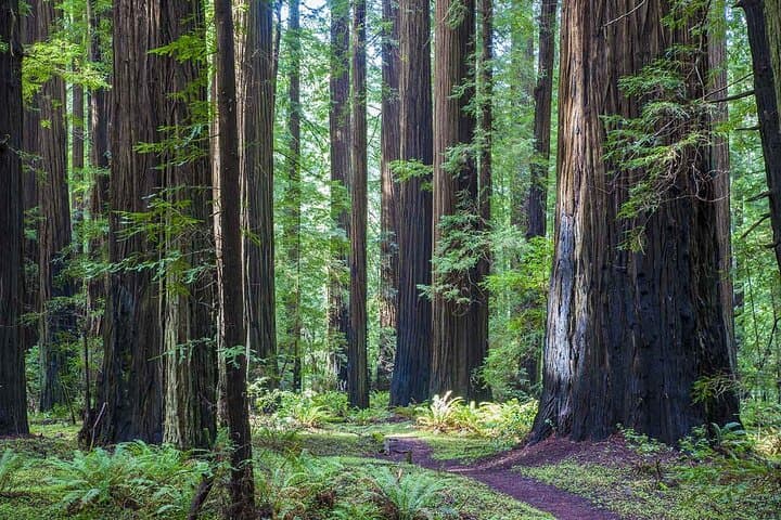 Vancouver to San Francisco: 7-Day Coast Starlight & National Parks Tour photo 4