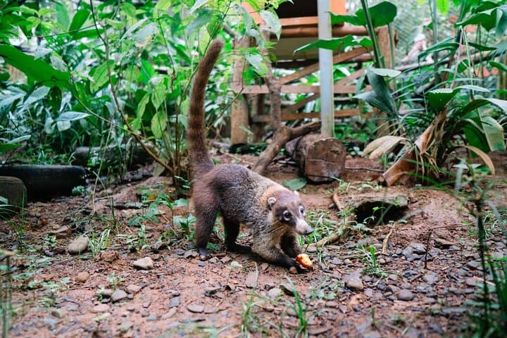 KSTR Re-Wilding Center Manuel Antonio: Sloth & Primate Sanctuary Tour photo 2