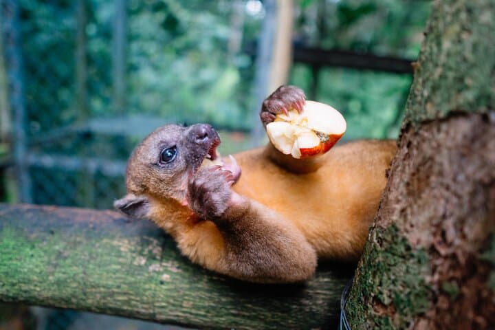 KSTR Re-Wilding Center Manuel Antonio: Sloth & Primate Sanctuary Tour photo 3