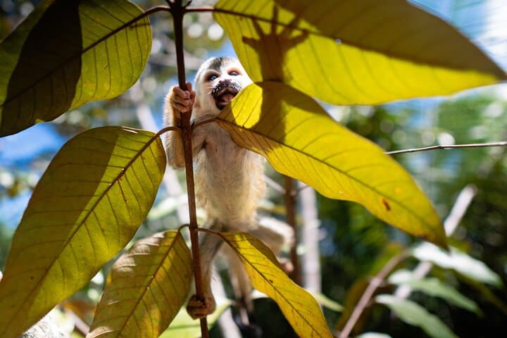 KSTR Re-Wilding Center Manuel Antonio: Sloth & Primate Sanctuary Tour photo 4