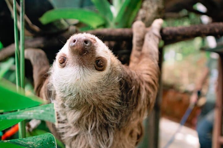 KSTR Re-Wilding Center Manuel Antonio: Sloth & Primate Sanctuary Tour