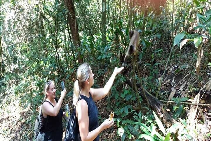 Pico do Jaraguá Hike: Rainforest Trails & 360° Views Over São Paulo photo 5