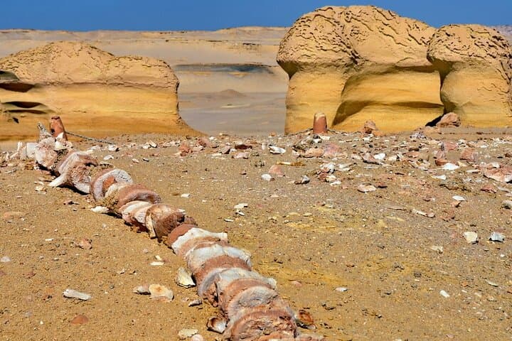 Full-Day Fayoum Oasis & Wadi El-Rayan Waterfalls Tour from Cairo photo 3