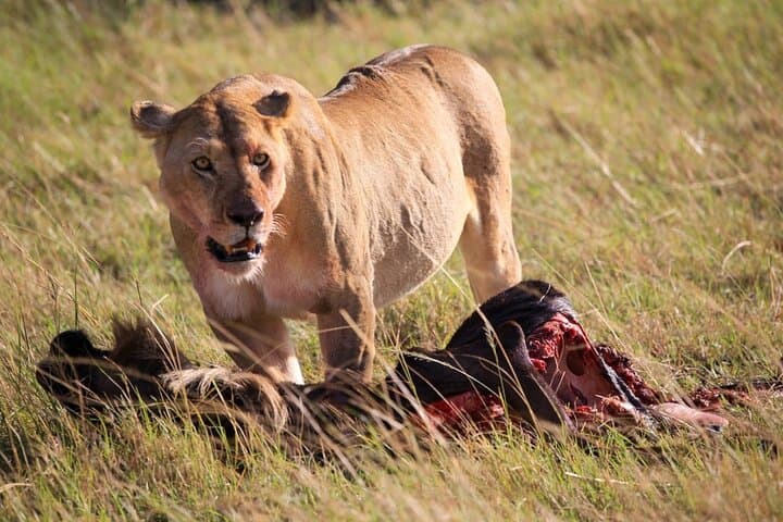 3-Day Tsavo East & Amboseli Safari from Mombasa — Elephants, Kilimanjaro Views & Lodge Stays