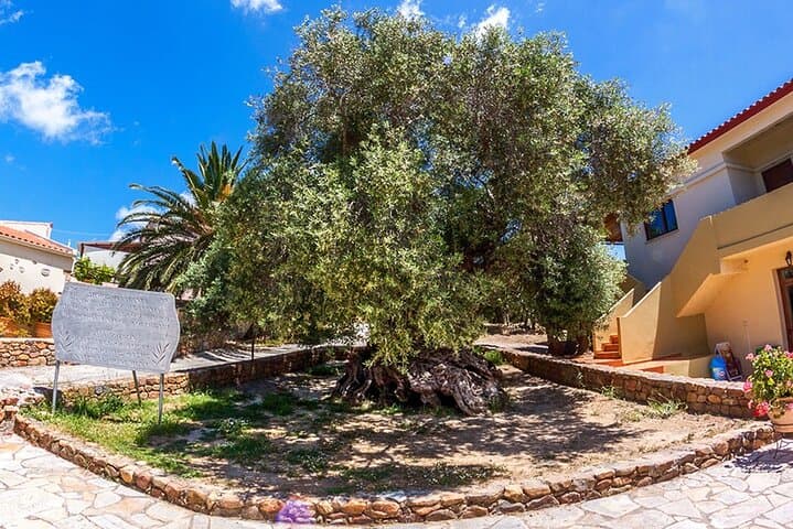 White Mountains Wine & Olive Oil Jeep Tour from Chania photo 6