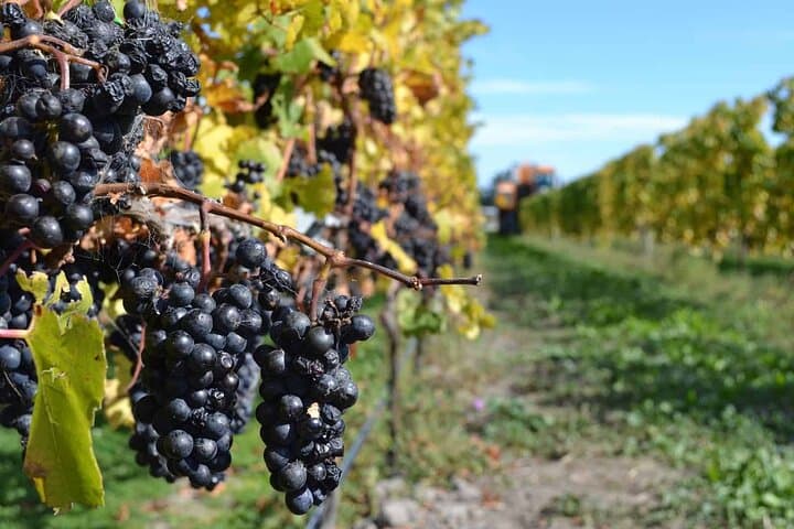 Christchurch Shore Excursion: City Highlights and Waipara Wine Tasting photo 4