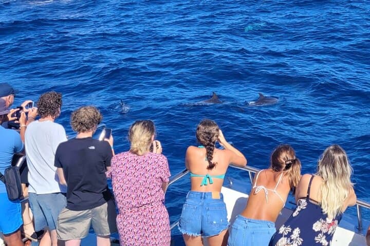 Gran Canaria Half-Day Dolphin & Whale Watching Catamaran Cruise from Puerto Rico photo 2