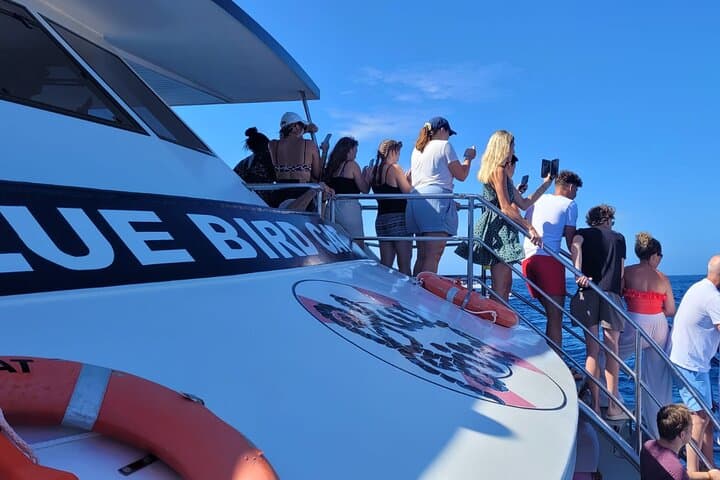 Gran Canaria Half-Day Dolphin & Whale Watching Catamaran Cruise from Puerto Rico photo 3