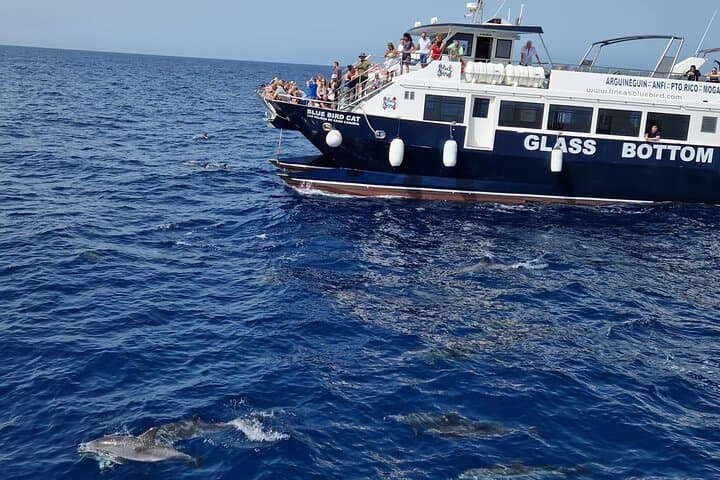 Gran Canaria Half-Day Dolphin & Whale Watching Catamaran Cruise from Puerto Rico photo 1