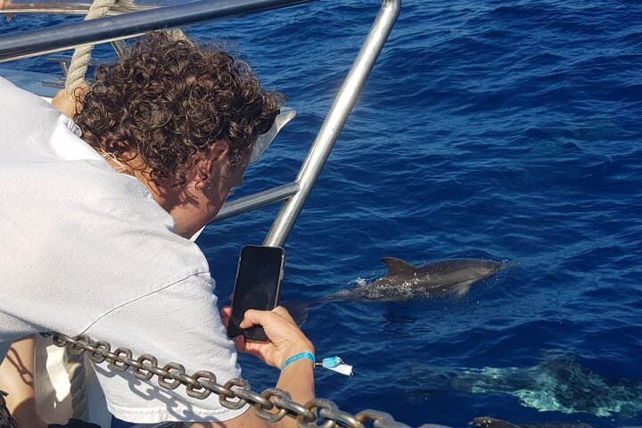 Gran Canaria Half-Day Dolphin & Whale Watching Catamaran Cruise from Puerto Rico photo 4