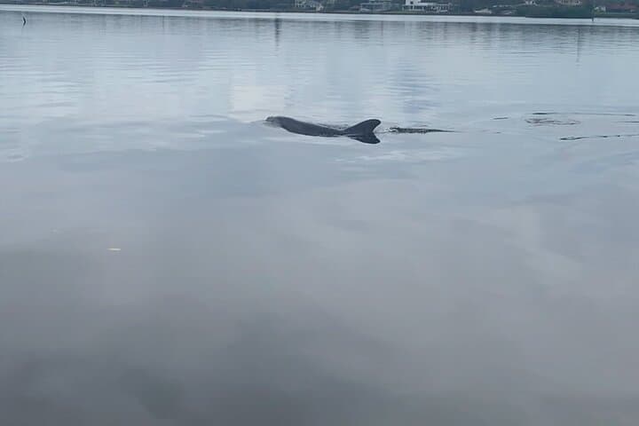 Paddle with Dolphins and Manatees — Marco Island Kayak & SUP Tour photo 4