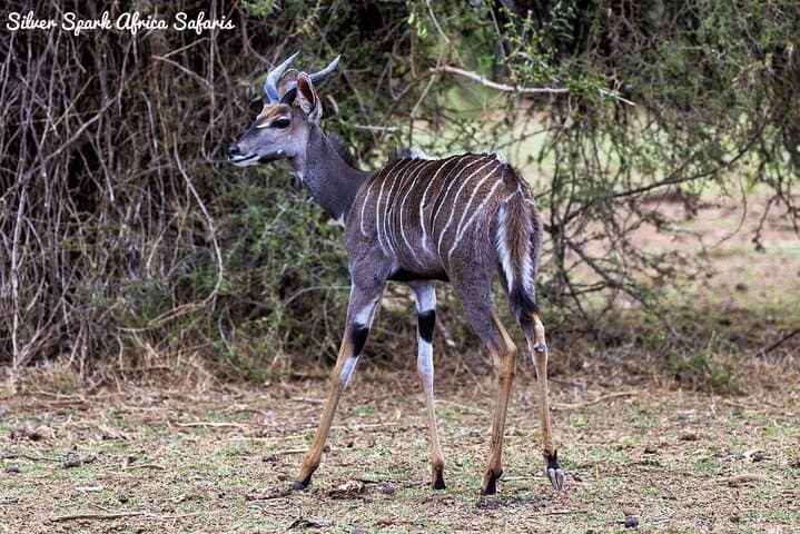 7-Day Amboseli, Lake Nakuru & Maasai Mara Safari from Nairobi photo 1