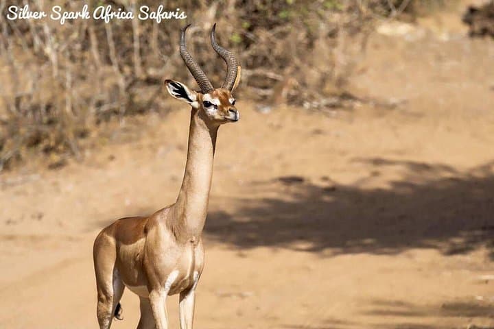 7-Day Amboseli, Lake Nakuru & Maasai Mara Safari from Nairobi photo 4