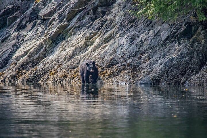 7-Hour Big Animal Encounter: Campbell River Whale & Wildlife Cruise photo 5