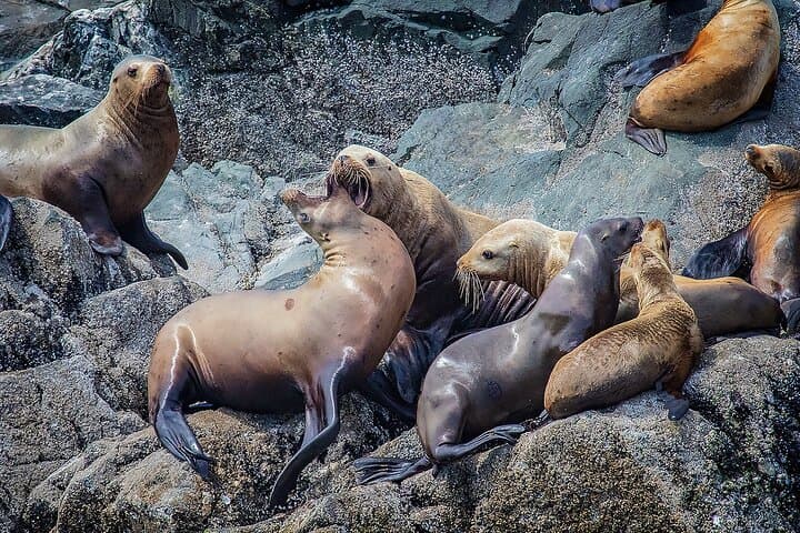 7-Hour Big Animal Encounter: Campbell River Whale & Wildlife Cruise photo 4