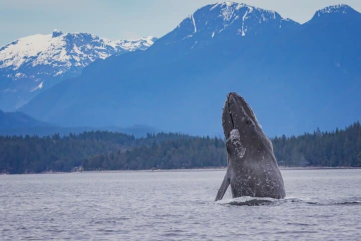 7-Hour Big Animal Encounter: Campbell River Whale & Wildlife Cruise photo 2