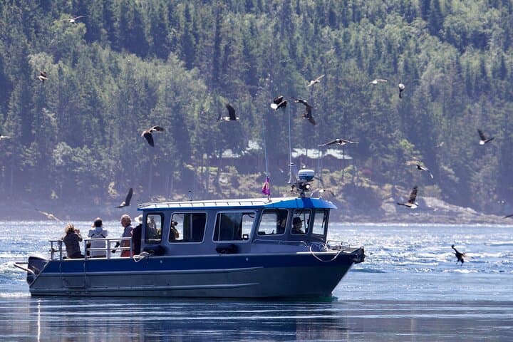 7-Hour Big Animal Encounter: Campbell River Whale & Wildlife Cruise photo 3
