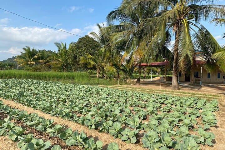 Kampot Scooter Loop: Full-Day Pepper Farm & Coastal Countryside Ride photo 6
