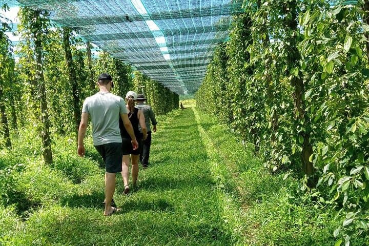 Kampot Day Tour from Sihanoukville: Salt Fields, Cave Temple & Pepper Farm