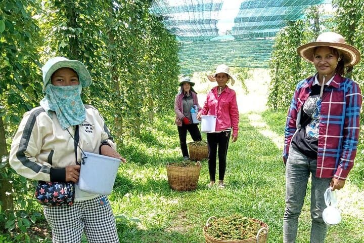 Kampot Day Tour from Sihanoukville: Salt Fields, Cave Temple & Pepper Farm photo 5