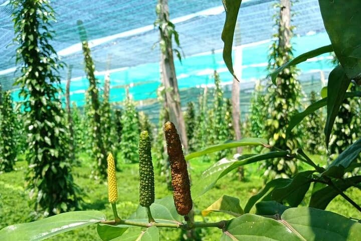 Kampot Day Tour from Sihanoukville: Salt Fields, Cave Temple & Pepper Farm photo 6