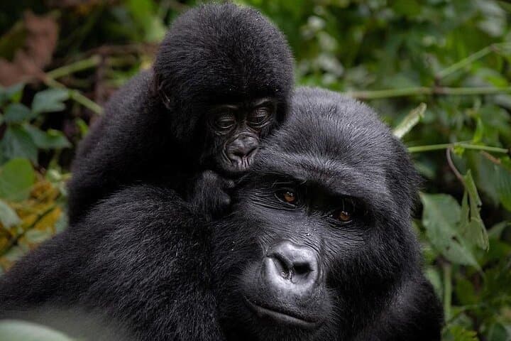 3-Day Gorilla Trekking Safari in Uganda — Bwindi & Lake Bunyonyi