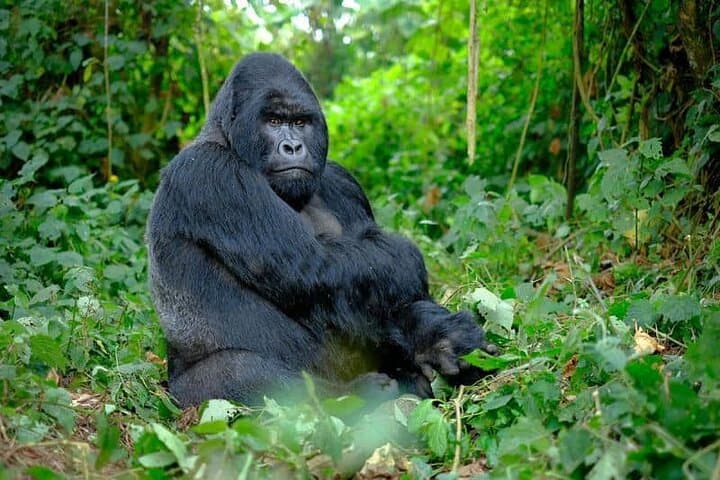 3-Day Gorilla Trekking Safari in Uganda — Bwindi & Lake Bunyonyi photo 3