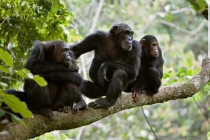 3-Day Gorilla Trekking Safari in Uganda — Bwindi & Lake Bunyonyi photo 6