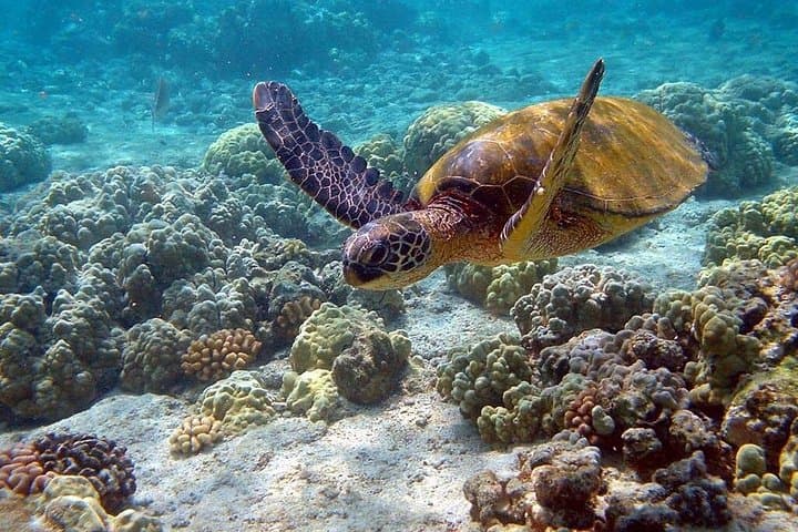 Sian Ka'an Biosphere Full-Day: Boat, Snorkel & Wildlife from Tulum photo 5