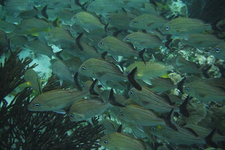 Sian Ka'an Experience: Boat, Snorkel & Wildlife from Cancun and Playa del Carmen photo 5