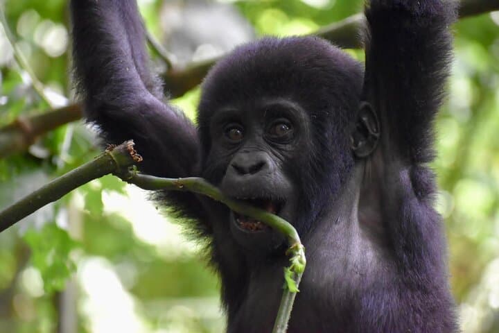 10-Day Uganda Safari: Gorilla Trekking, Chimps & Big Game