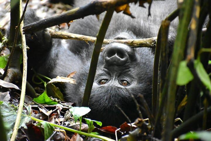 10-Day Uganda Safari: Gorilla Trekking, Chimps & Big Game photo 2