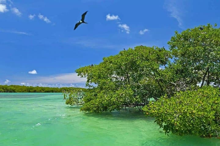 Sian Ka'an Biosphere Full-Day: Boat, Snorkel & Wildlife from Tulum