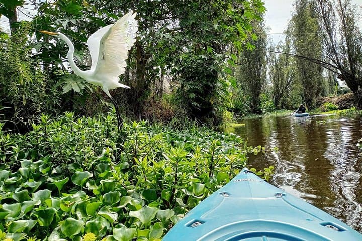 Paddle the Xochimilco Canals: Kayak Through Chinampas and Local Lunch photo 2