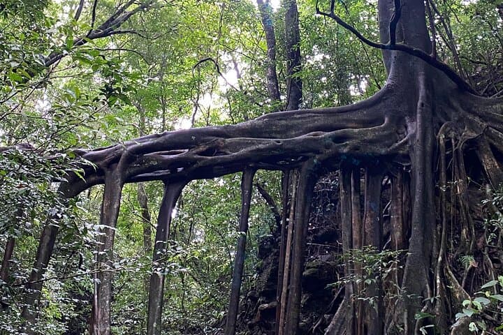 Monteverde Local Experience: Handicrafts, Cheese & Traditional Ranch Tour photo 6