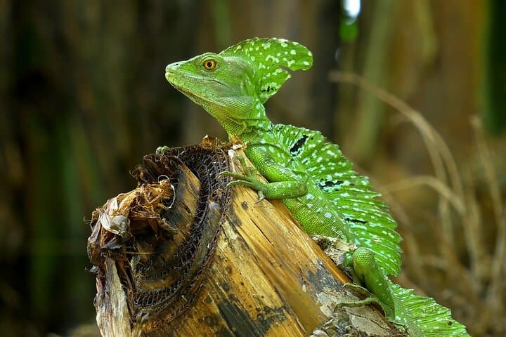 Peñas Blancas River Safari: Floating Wildlife Tour From Arenal photo 2