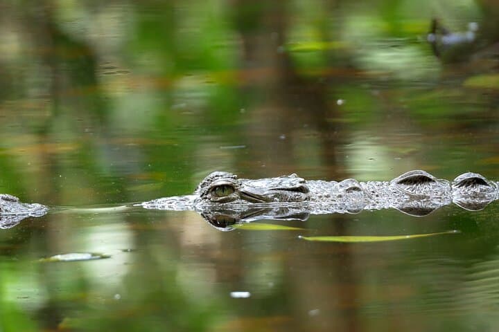 Peñas Blancas River Safari: Floating Wildlife Tour From Arenal photo 3