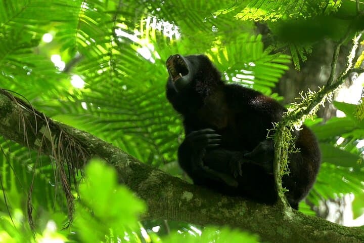 Peñas Blancas River Safari: Floating Wildlife Tour From Arenal photo 4