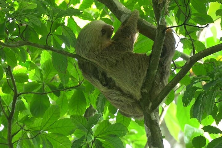 Peñas Blancas River Safari: Floating Wildlife Tour From Arenal photo 5