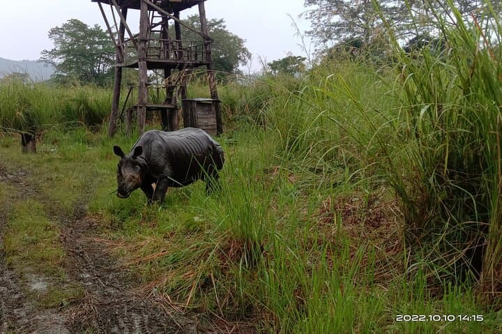 Jeep Safari in Chitwan National Park — 4–5 Hour Wildlife Drive from Sauraha photo 1