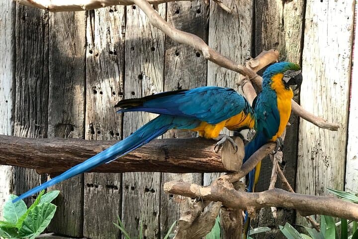 World of Birds Hout Bay: Cape Town's Largest Bird Sanctuary Guide photo 3