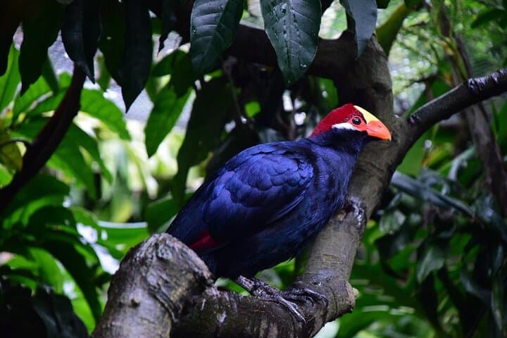 World of Birds Hout Bay: Cape Town's Largest Bird Sanctuary Guide photo 4