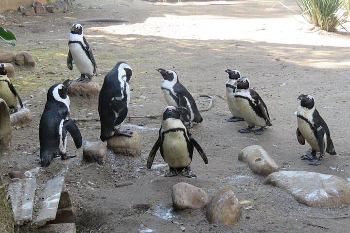 World of Birds Hout Bay: Cape Town's Largest Bird Sanctuary Guide photo 5