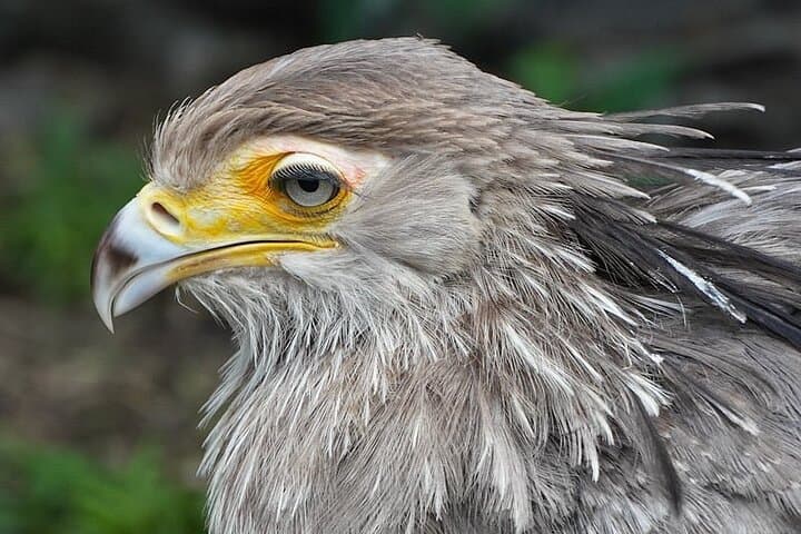 World of Birds Hout Bay: Cape Town's Largest Bird Sanctuary Guide photo 6