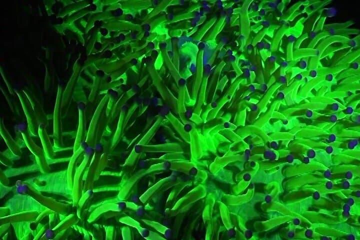 Night Fluorescent Dive on Koh Phangan: Ultraviolet Coral Experience