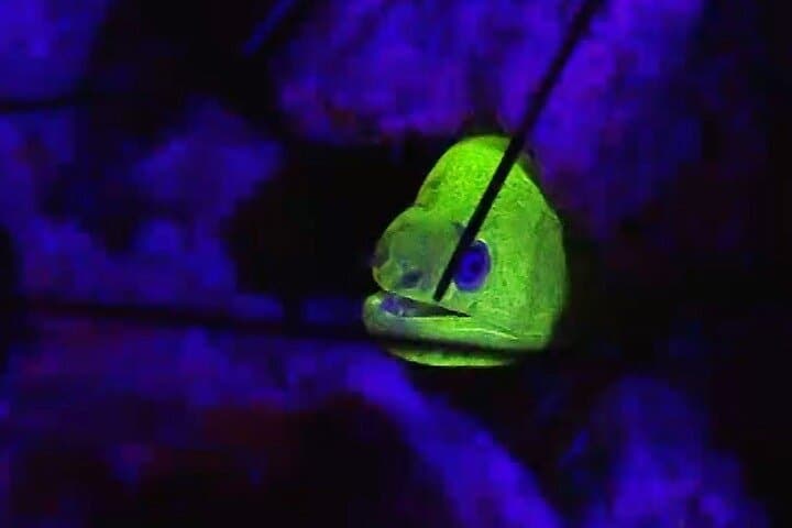Night Fluorescent Dive on Koh Phangan: Ultraviolet Coral Experience photo 2